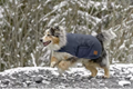 Beaver Creek Winter Dog Coat 400g