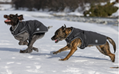 Softshell dog coat Cruz with integrated