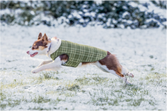 Yoko reversible softshell dog vest, 80 g