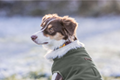 Yoko reversible softshell dog vest, 80 g