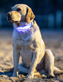 Pet LED-Hundehalsband Loom