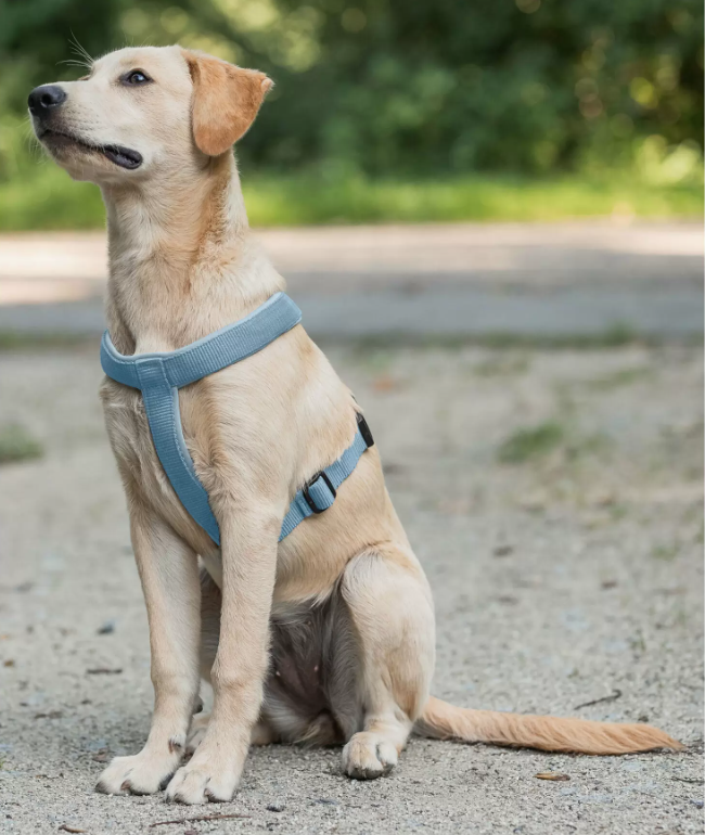 Piper dog harness 5