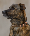 leather dog collar Romy 7