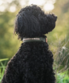 leather dog collar Romy