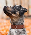 leather dog collar Livorno 7