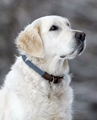 dog collar Nature Rope 4