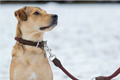 dog collar Nature Rope