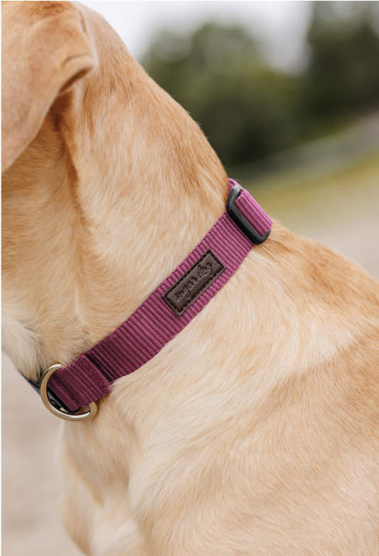 Champ dog collar 3