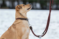 dog leash Nature Rope