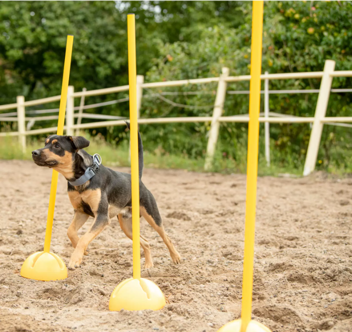 agility stands 3