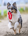 Valentine rope toy for dogs