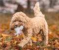 Squeaky Toy Unicorn for Dogs