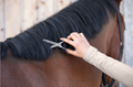 horse pet thinning scissors