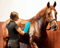horse washcloth