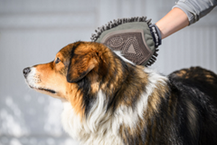 Cosma glove-curry comb for dogs