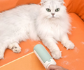 Cycling Pet Hair Remover Roller Dog Cat Hair Lint Remover 