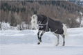Horse Outdoor blanket Kadir Special Edition including removable neck part