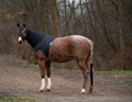 Horse head protection