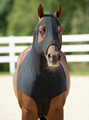 Horse head protection
