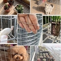 Antirust hot-dip galvanised steel wire mesh Farming mesh 2