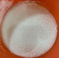 polyvinyl acetate (pvac) resin as low