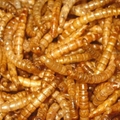 黄粉虫