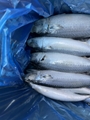 Mackerel