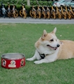 Wholesale Pets Bottle & Bowl 1