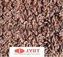 PSYLLIUM SEED