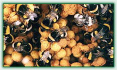 以色列熊蜂授粉產品
