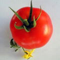 以色列番茄种子