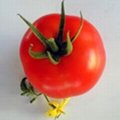 以色列番茄種子
