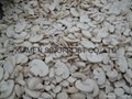 2022 New  crop IQF champignon mushrooms,wholes/slices/cuts,unblanched/blanched