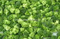 New  crop IQF broccoli,florets/cuts,Grade A/B