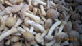 IQF nameko ,Frozen Nameko,IQF Mixed Mushrooms,Frozen Mixed Mushrooms