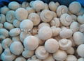 New  crop IQF champignon mushrooms,wholes/slices/cuts,unblanched/blanched