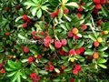 IQF Bayberry,Frozen Bayberries,IQF Waxberry,IQF Arbutus 9