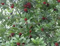 IQF Bayberry,Frozen Bayberries,IQF Waxberry,IQF Arbutus