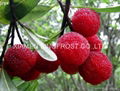 IQF Bayberry,Frozen Bayberries,IQF Waxberry,IQF Arbutus