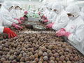 2011 new  crop IQF lychees,Frozen litchis 