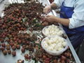 2011 new  crop IQF lychees,Frozen litchis 
