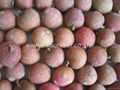 2012 new crop IQF lychees