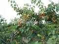 IQF Apricots Halves,Frozen Apricot Halves,IQF Sliced Apricots,peeled,blanched 14