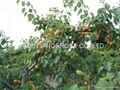 IQF Apricots Halves,Frozen Apricot Halves,IQF Sliced Apricots,peeled,blanched