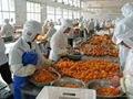 IQF mandarin oranges segments,new crop