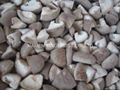 IQF MUSHROOMS ,FROZEN MUSHROOMS 4