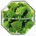 IQF Romanesco Florets,Frozen Romanesco Florets 6