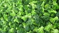 IQF Broccoli Florets,Frozen Broccoli Florets,IQF Frozen Broccoli Cuts 6