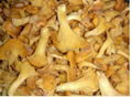 IQF cantharellus cibarius, wholes,Frozen