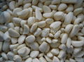 IQF Garlic Cloves ,Frozen Garlic Cloves,IQF Garlic Segments